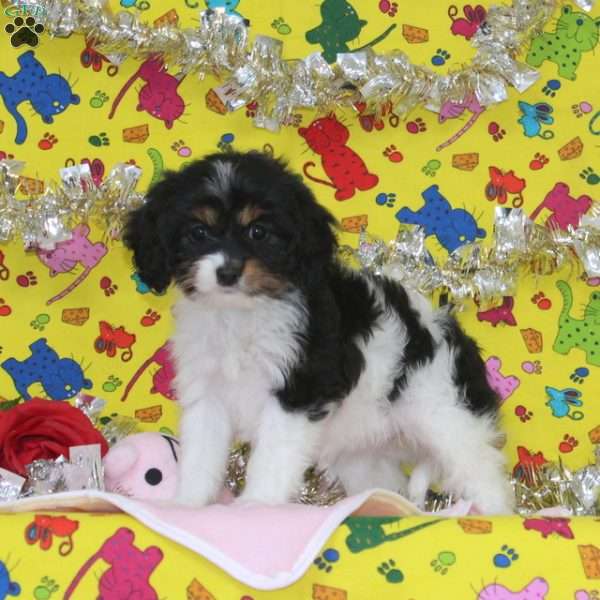 Jessica, Cavapoo Puppy